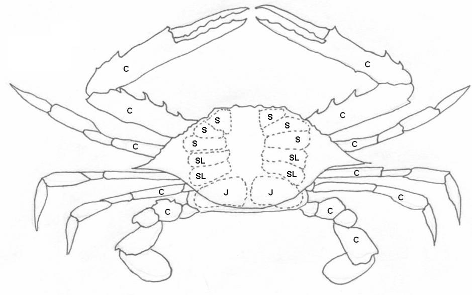 crab-diagram-heron-point
